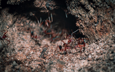 ants on the ground