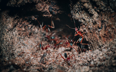 ants on the ground