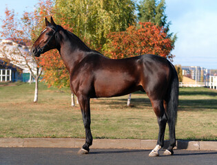 Horse. A thoroughbred horse of the Oryol Trotter breed. Harness racing. Trotting horse race. Side view. In full growth. Autumn background