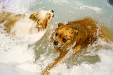 Pomeranian dogs waiting in a special tub for an ozone therapy session to make both their fur and...