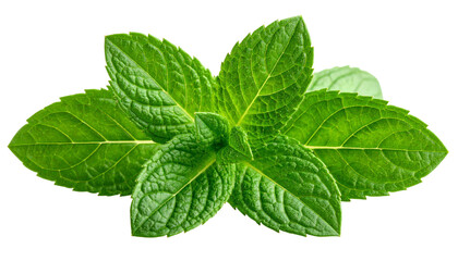 Fresh green mint leaves sprig transparent background