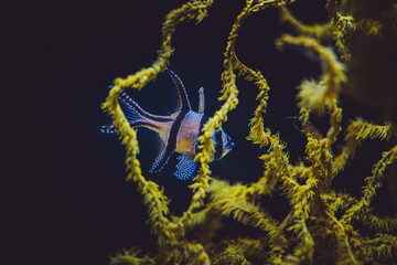 Pterapogon kauderni, Banggai Cardinalfish, Monaco, French Riviera, France