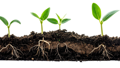 Green plants growing with visible roots in soil
