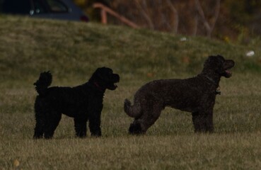 Two poodles standing alert on grassy field
