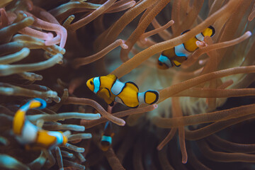 Amphiprion ocellaris, OCellaris clownfish, Monaco, French Riviera, France