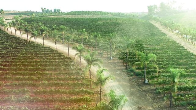 Aerial Drone Flight View Over Lush Grape Vineyard Countryside of Temecula, California.