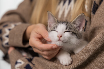 Adorable gray and white kitten being gently petted by a person wearing a cozy sweater, showcasing a warm and affectionate moment between pet and owner in a soft indoor setting © Kateryna Muzhevska