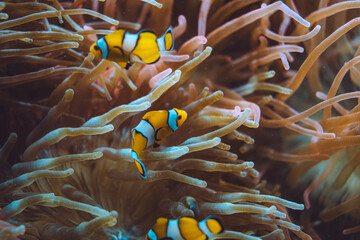 Amphiprion ocellaris, OCellaris clownfish, Monaco, French Riviera, France
