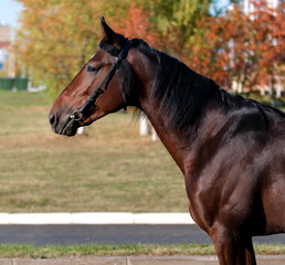 Horse. Portrait. Close-up. A thoroughbred horse of the Oryol Trotter breed. Harness racing. Trotting horse race. Side view. Head in profile