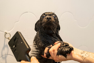 At a pet grooming salon, a middle-aged male groomer is washing the fur of an adorable Poodle dog in...