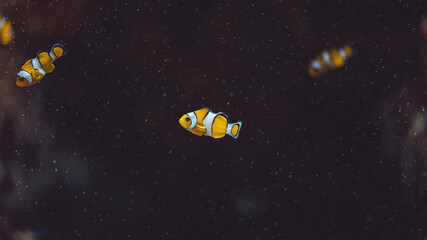 Amphiprion ocellaris, OCellaris clownfish, Monaco, French Riviera, France