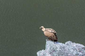 Griffon vulture perching on cliff monfragüe national park