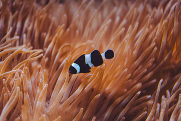 Amphiprion ocellaris, OCellaris clownfish, Monaco, French Riviera, France