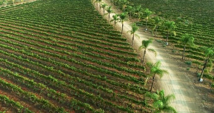 Aerial Drone Flight View Over Lush Grape Vineyard Countryside of Temecula, California.