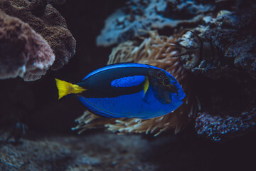 Paracanthurus Blue, hepatus, Monaco, French Riviera, France
