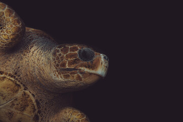 Loggerhead sea turtle, Chelonia mydas, Monaco, French Riviera, France