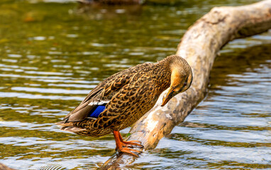 Female mallard duck standing on a log in calm water with vibrant plumage and natural reflection in sunlight