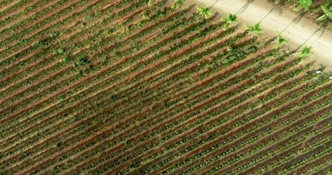 Aerial Drone Flight View Over Lush Grape Vineyard Countryside of Temecula, California.