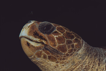 Loggerhead sea turtle, Chelonia mydas, Monaco, French Riviera, France