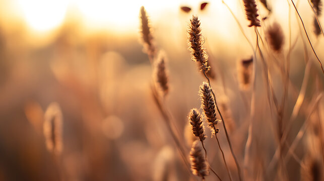 Golden hour in a serene field, showcasing delicate grass stalks illuminated by the warm light of the setting sun. Nature's simple beauty shines in this tranquil scene.
