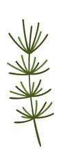 Evergreen conifer tree branch decoration