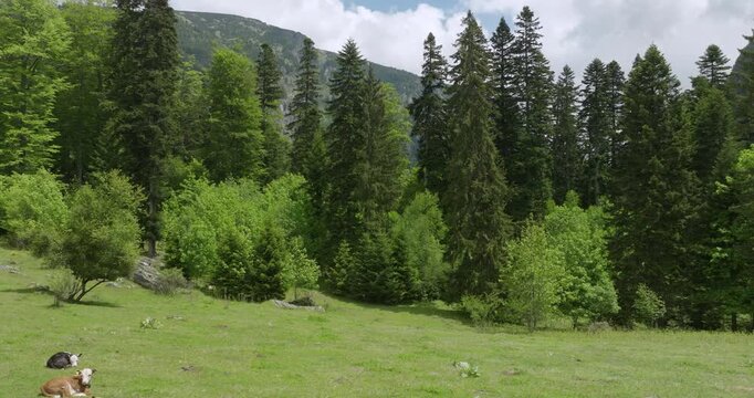 Aerial View of Rila Forest, Bulgaria