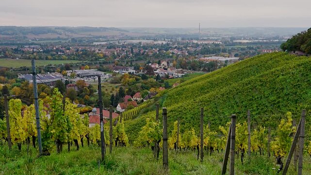Colorful vineyard slopes around Wackerbarth Castle, Radebeul, Germany. Autumn landscape representing winemaking culture and rural charm.