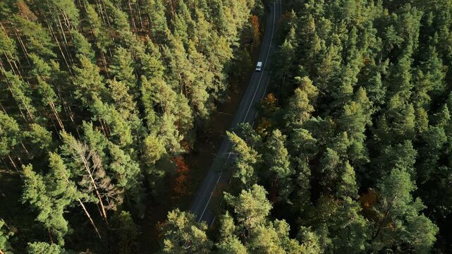 Vehicle navigating twisty forest pathway, Car navigating sharply curved road amidst lush pine trees