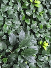 green leaves background