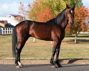 Horse. A thoroughbred horse of the Oryol Trotter breed. Harness racing. Trotting horse race. Side view. In full growth. Autumn background