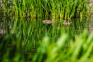 Wildenten im Teich, See, zwei schwimmende Wildenten im Sommer 
