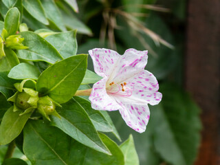Beautiful speckled mirabilis jalapa flower blooming in a summer garden