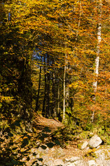 Wanderung durch die B&uuml;rser Schlucht, Wandern in &Ouml;sterreich, Vorarlberg im Herbst. 