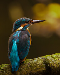 kingfisher on the branch