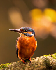 kingfisher on the branch