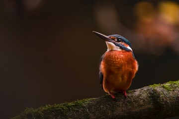 kingfisher on a branch