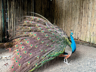 A colorful peacock displays its vibrant tail. A symbol of beauty, nature, and exotic fauna.