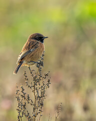A stonechat sitting on a crop of winter bird feed. British conservation.