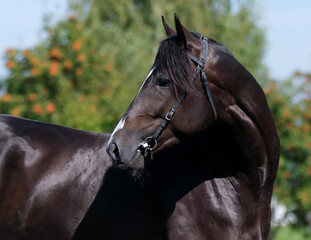 Black horse. Portrait. Close-up. A thoroughbred horse of the Oryol Trotter breed. Harness racing....