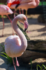 Pink flamingos in the water on the beach