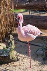 Pink flamingos in the water on the beach