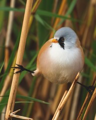 bearded tuton a branch