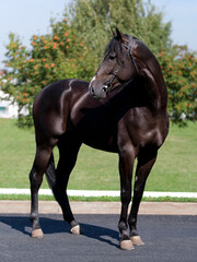 Black horse. A thoroughbred horse of the Oryol Trotter breed. Harness racing. Trotting horse race. Side view. In full growth