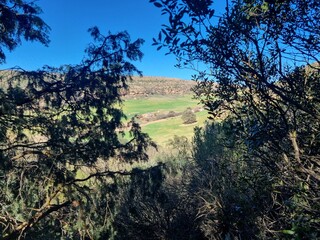 A picturesque countryside view among trees overlooking green plains and pastures