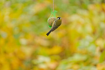 Great tit feeding on a fat-ball at a garden bird feeder, autumn tones v2