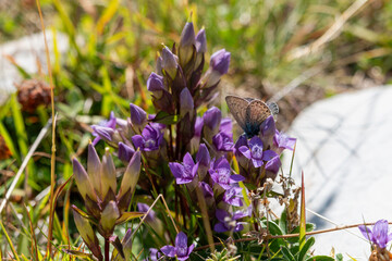 A blue butterfly rests gently on vibrant purple flowers amidst green foliage.