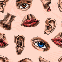 Human face parts or sensory organs seamless pattern. Nose, ear, eyes, mouth and lips. Hand drawn engraved illustration for biology, anatomy, medicine.