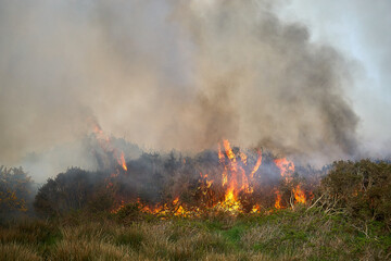 Wildfires fire burning with a lot of smoke, firefighters