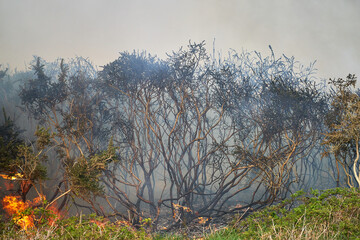 Wildfires fire burning with a lot of smoke, firefighters