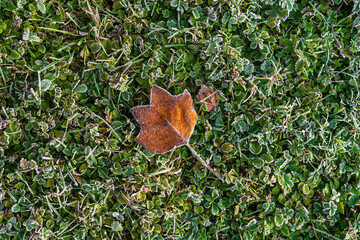 Initial chill of season with delicate ice crystals. Detailed view of frost-covered leaf on frozen green grass. Marking arrival of colder days.